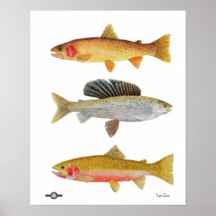 Póster Belezas de Montana