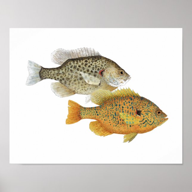 Poster Belezas Sunfish (Frente)