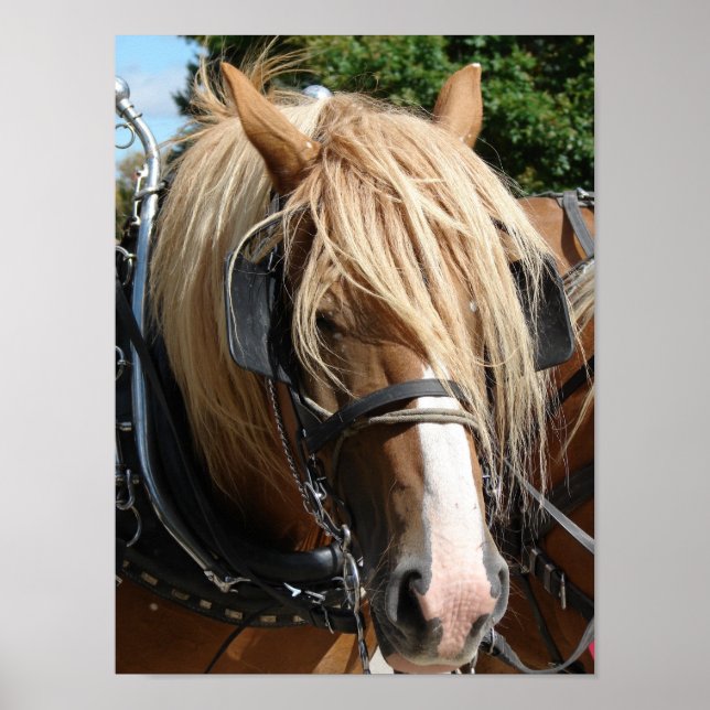 Poster Belga (Frente)