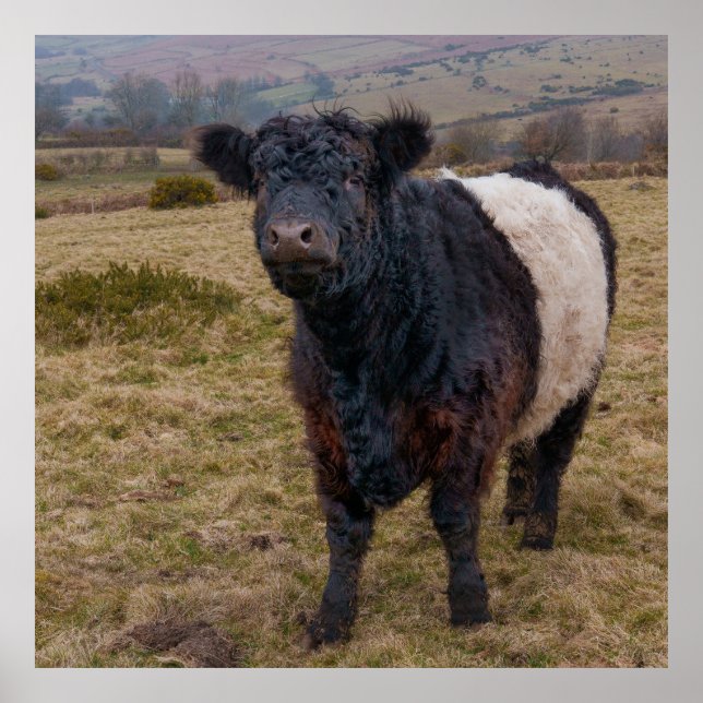 Poster Belga Galloway Sentindo Orgulho em Dartmoor Farmla (Frente)