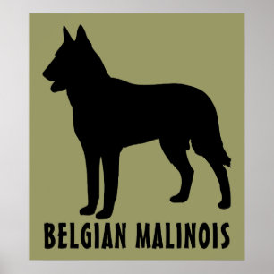 Poster Belga Malinois