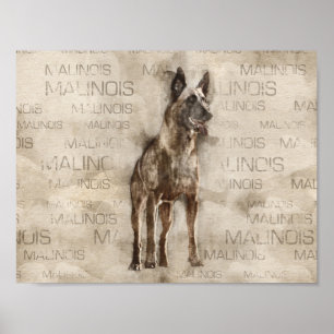 Poster Belga Malinois - Mechelaar - Maligator