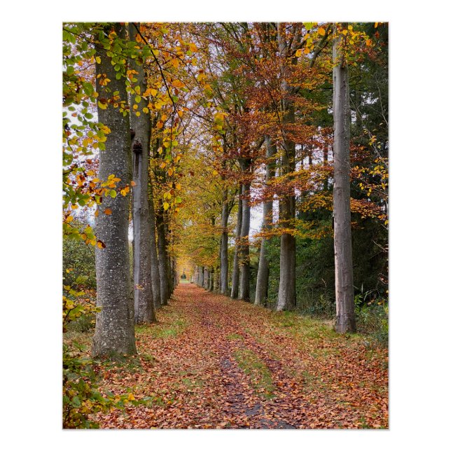 Póster Belgian forest in Fall Season travel (Frente)