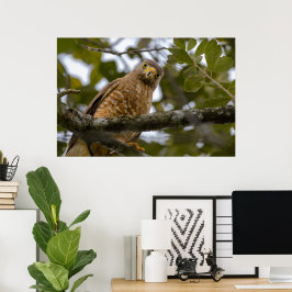 Poster Belize Bird, Funny Brown Roadside Hawk