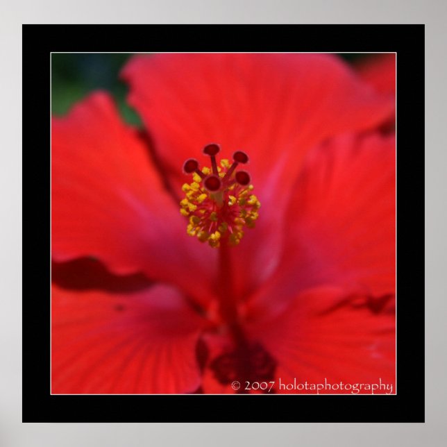 Poster Belize - Flor Vermelho (Frente)
