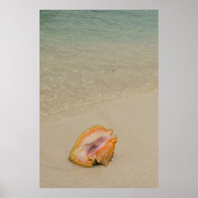 Poster Belize, mar Caribe, recife de Glover. Conch (Frente)