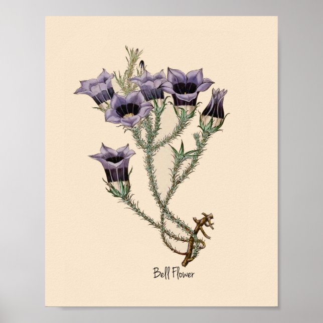 Poster Bell Flower Botanical (Frente)