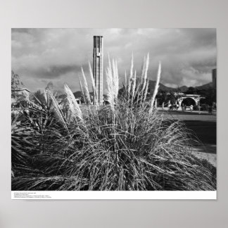 Poster Bell Tower, Pampas Grass, dezembro de 1966