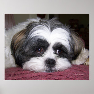 Póster Belle o cão de Shih Tzu