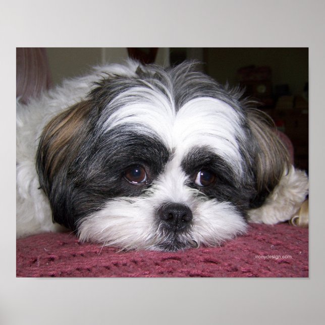Póster Belle O Cão Shih Tzu (Frente)