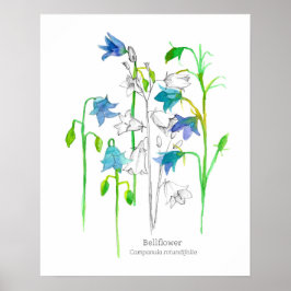 Poster Bellflower Botanical Art Language of Flowers