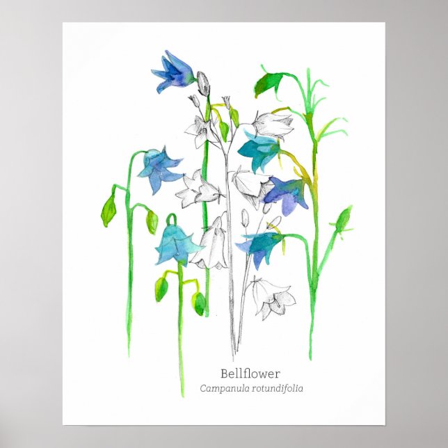 Poster Bellflower Botanical Art Language of Flowers (Frente)