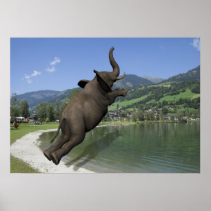 Póster Belly Flop Elephant
