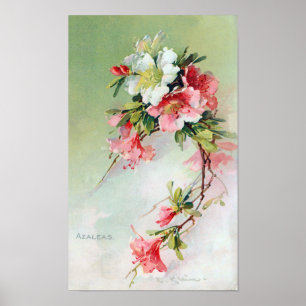 Póster Belo Azaleas Vintage Art