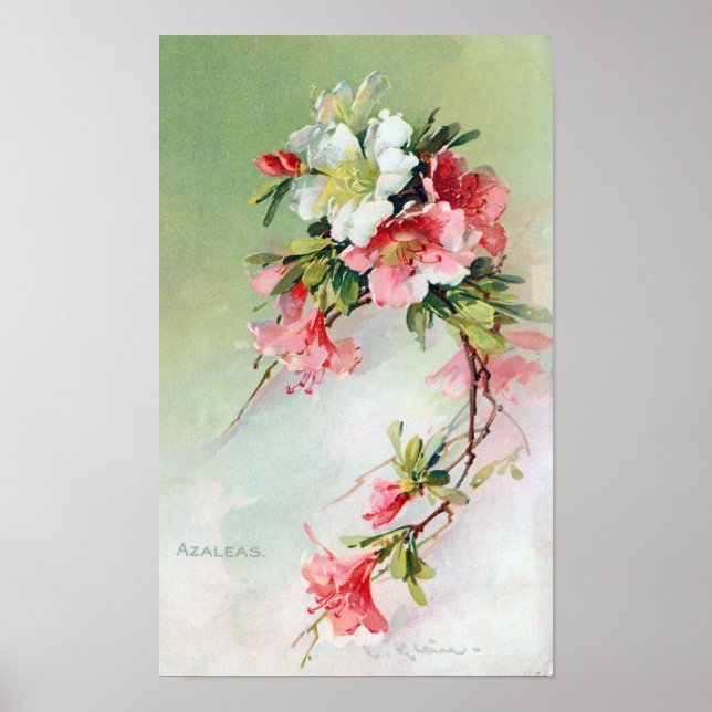 Póster Belo Azaleas Vintage Art (Frente)