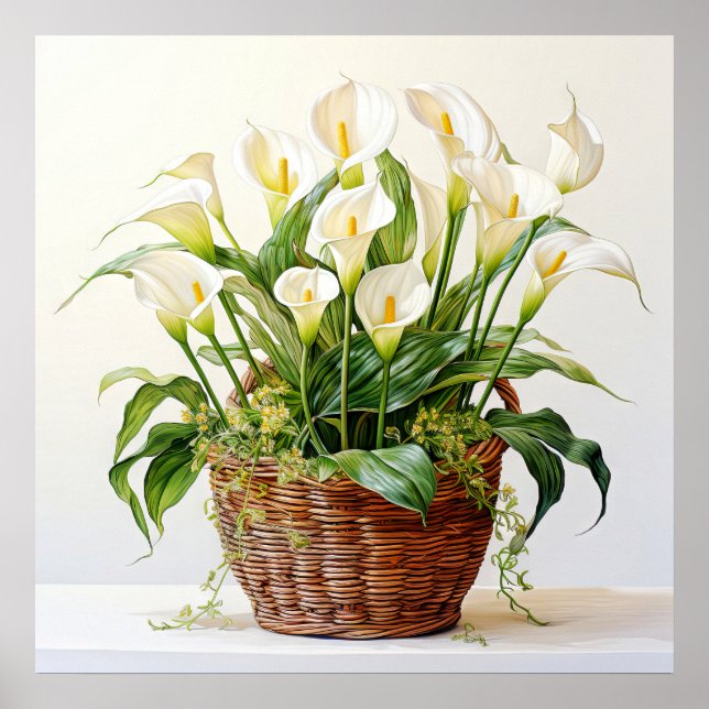 Poster Belo Blooming Calla Lily Flowers (Frente)