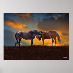 Poster Belo Blue Roan e Palomino Hormonas Sunset