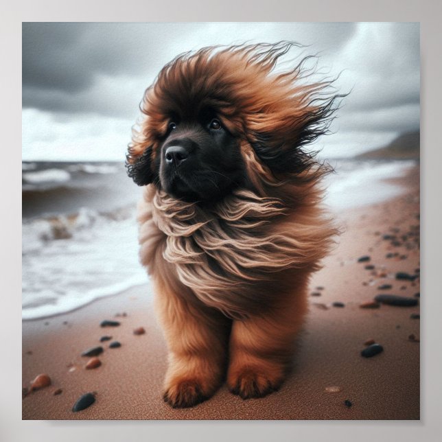 Poster Belo cachorrinho de Leonberger (Frente)