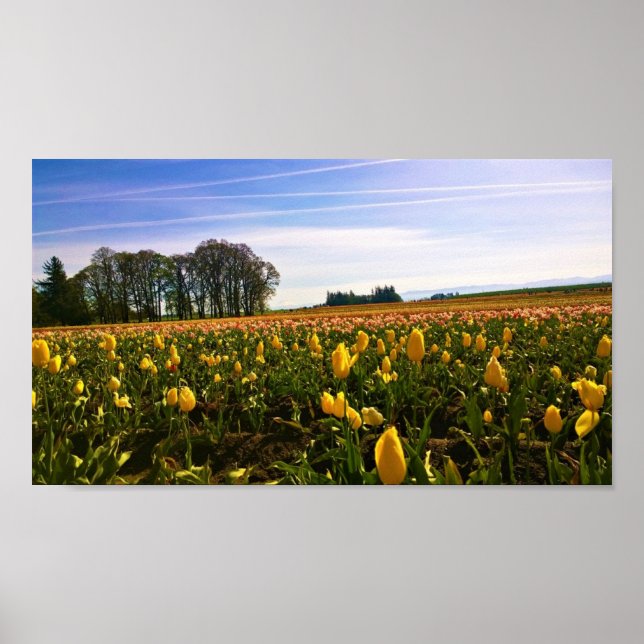 Poster Belo Campo de Tulip, Oregon (Frente)