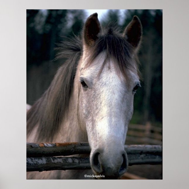 Poster Belo Cavalo (Frente)