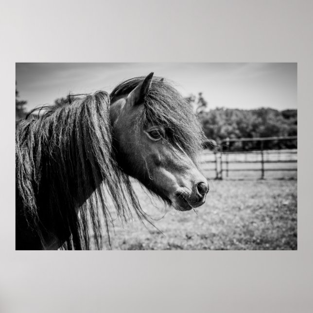 POSTER BELO CAVALO (Frente)