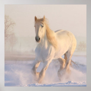 Poster Belo Cavalo Branco Galopando na Neve