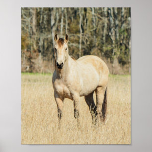 Poster Belo Cavalo de Buckskin
