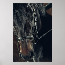 Poster Belo Cavalo Negro