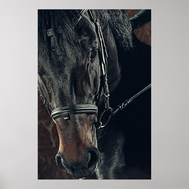 Poster Belo Cavalo Negro (Frente)