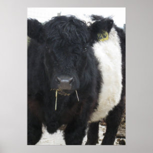 Poster Belo Cinturão Galloway Steer Comendo Hay