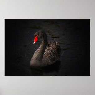 Póster Belo cisne negro