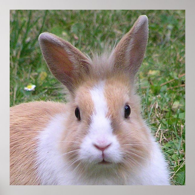 Póster belo coelhinho (Frente)