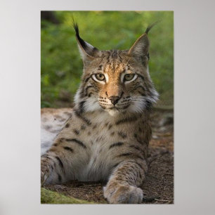 Póster belo descanso lince