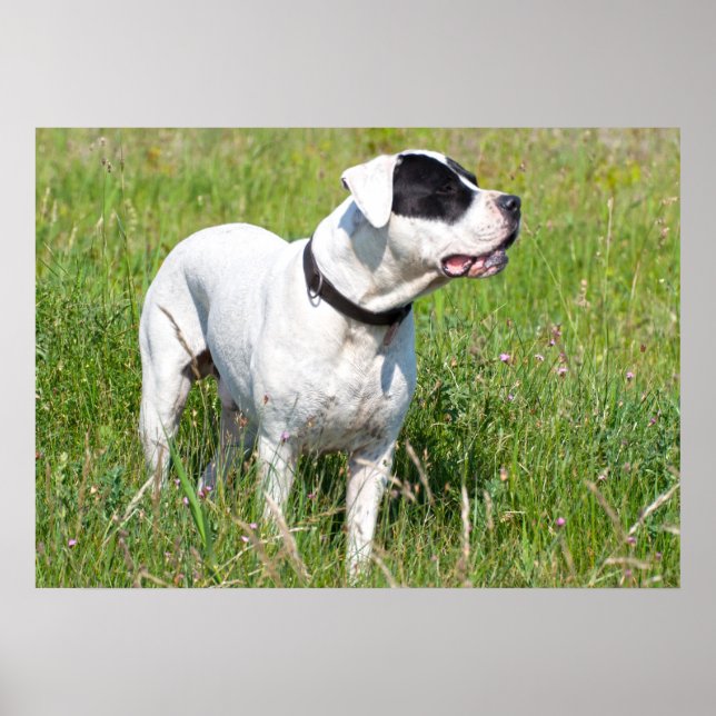 Poster Belo Dogo Argentino (Frente)