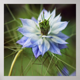 Poster Belo Elegante Nigella Flower