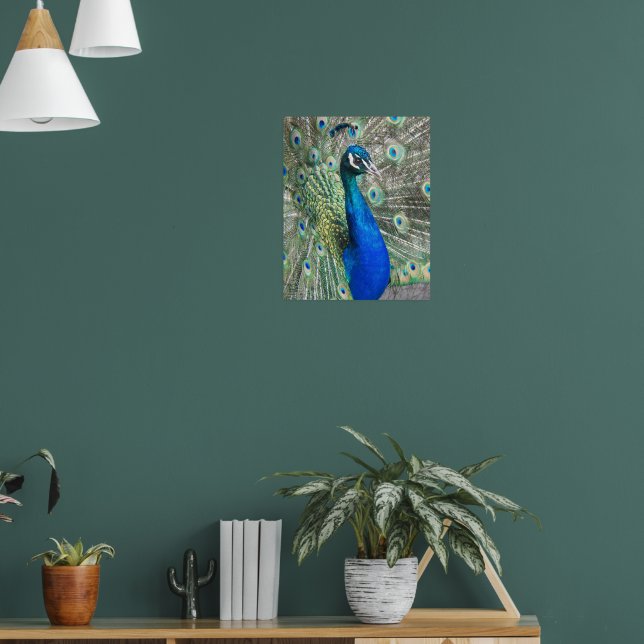 Poster Belo Físico Pavão Azul Fotográfico (Sala de Estar 1)