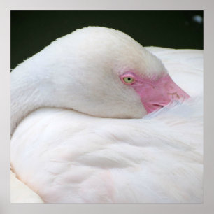 Póster Belo Flamingo Branco