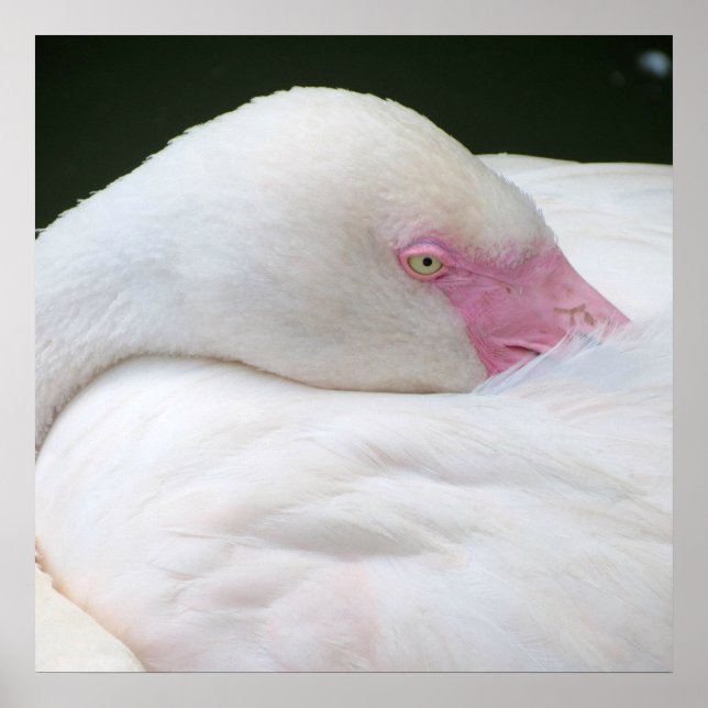 Póster Belo Flamingo Branco (Frente)