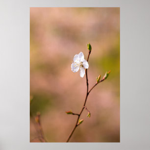 Poster Belo Flor Japonês