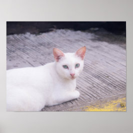 Poster Belo Gato Branco