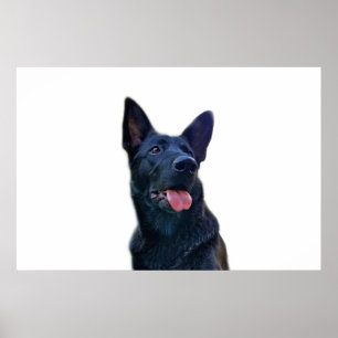 Poster Belo German shepherd preto