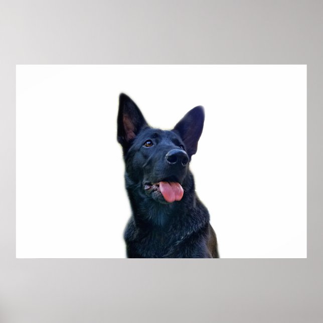 Poster Belo German shepherd preto (Frente)