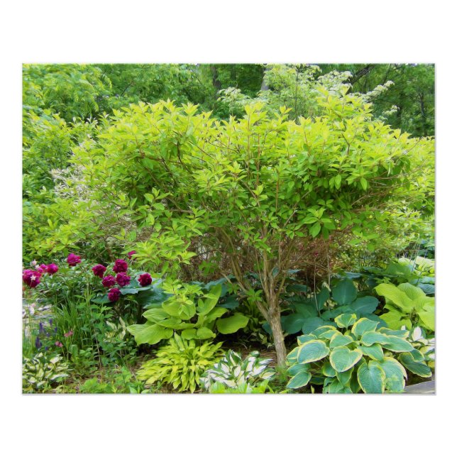 Póster Belo Jardim Paisagem Verde com Hostas (Frente)
