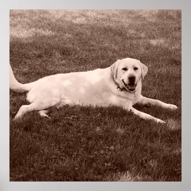 Poster belo labrador (Frente)