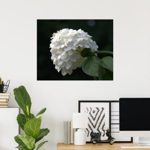 Póster Belo Limão Branco Hydrangea Flower