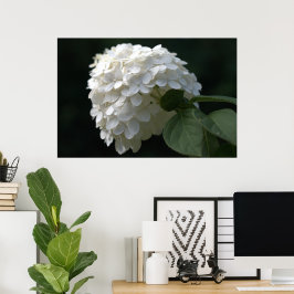 Póster Belo Limão Branco Hydrangea Flower