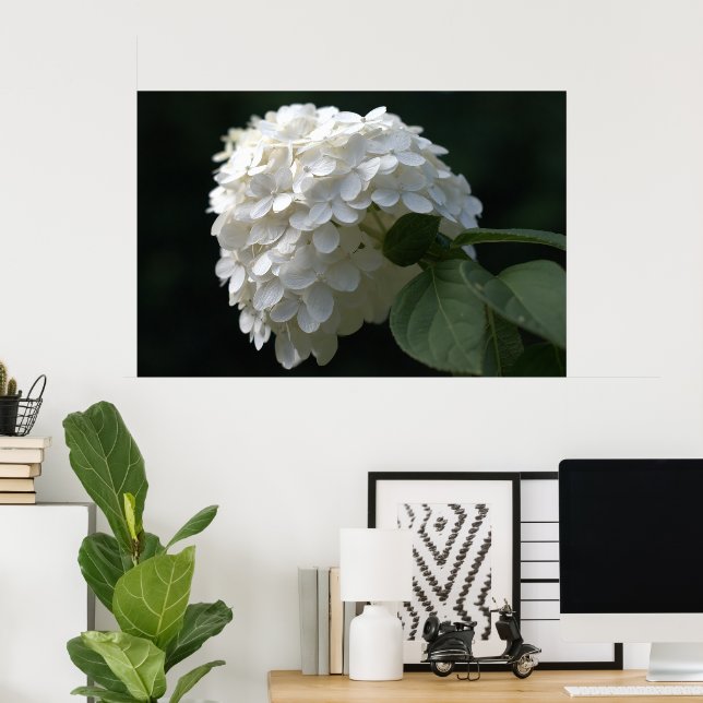 Póster Belo Limão Branco Hydrangea Flower (Escritório em casa)