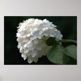 Póster Belo Limão Branco Hydrangea Flower