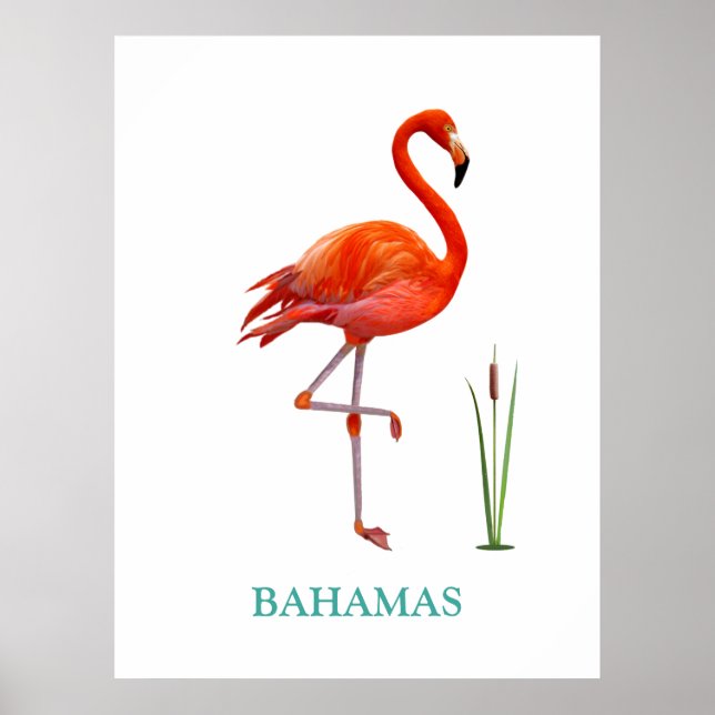 Poster Belo pássaro flamingo rosa e planta de junco em br (Frente)