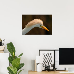 Poster Belo pássaro garça-vaqueira